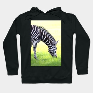 Zebra Grazing Hoodie